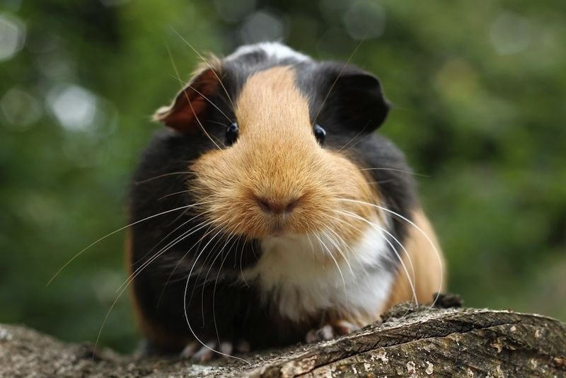 Rescue Guinea Pigs near San Francisco, California | PetCurious